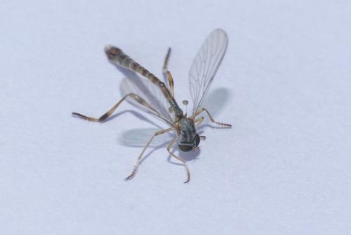 Réf. 236 344 : Leptogaster sp.